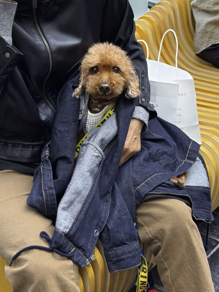 경주 황남빵 본점 야외 웨이팅